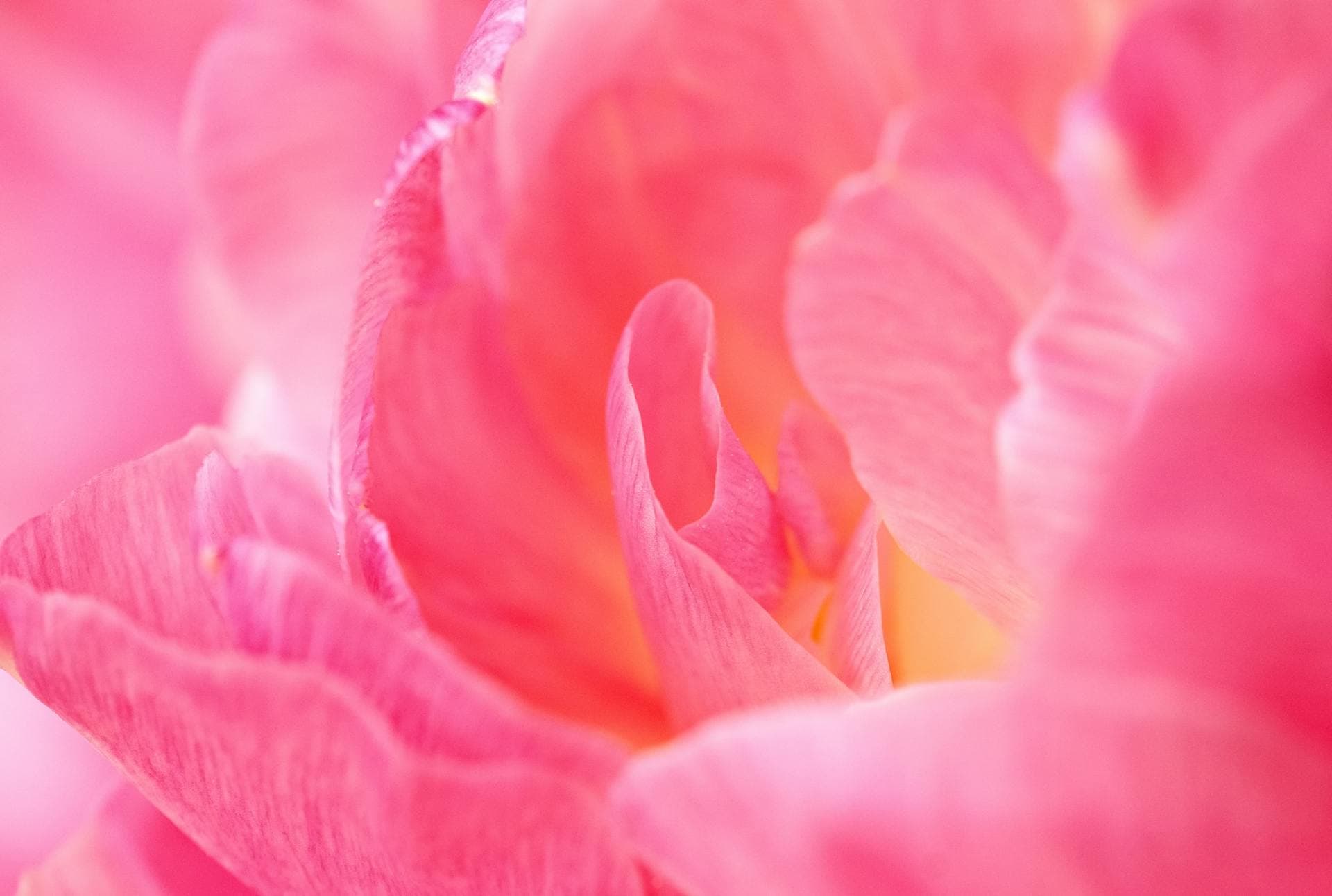 Concept: An idea is a mental representation or a formulation of a plan.